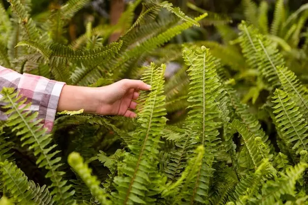 温室で植物に触れている女性のクローズアップ